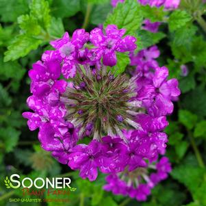 HOMESTEAD PURPLE VERBENA