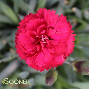 EARLY BIRD™ RADIANCE DIANTHUS