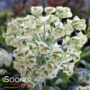 TASMANIAN TIGER EUPHORBIA