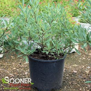 PAWNEE BUTTES® SAND CHERRY