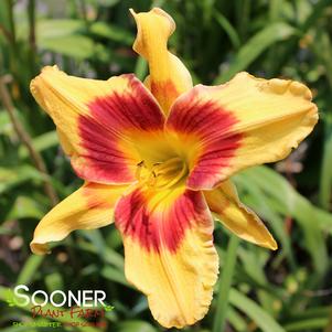 RAINBOW RHYTHM® TIGER SWIRL DAYLILY