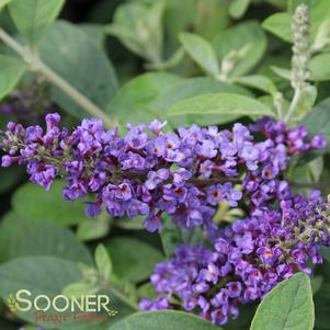 LO & BEHOLD® BLUE CHIP JR. BUTTERFLY BUSH