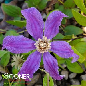 RAIN DANCE BUSH CLEMATIS