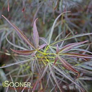 RED PYGMY DWARF UPRIGHT JAPANESE MAPLE