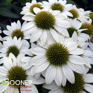 KISMET® WHITE CONEFLOWER