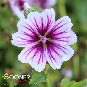 ZEBRINA MUSK MALLOW