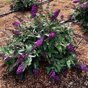 BLUEBERRY PIE™ BUTTERFLY BUSH