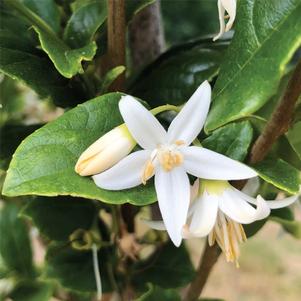 STARWAY TO HEAVEN™ COLUMNAR JAPANESE SNOWBELL