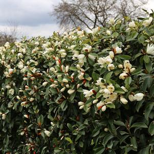 FAIRY MAGNOLIA® CREAM MAGNOLIA