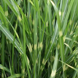 ZEBRA MAIDEN GRASS