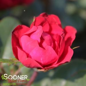 PETITE KNOCK OUT® ROSE