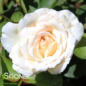 WHITE MEIDILAND® ROSE