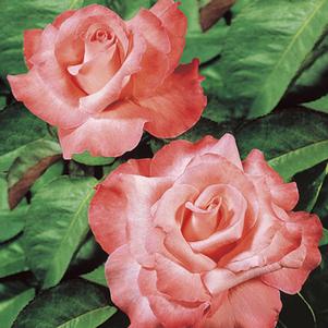 TOUCH OF CLASS HYBRID TEA ROSE