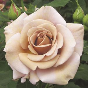 KOKO LOKO™ FLORIBUNDA ROSE