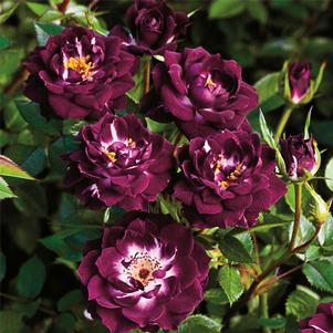 DIAMOND EYES™ MINIATURE SHRUB ROSE