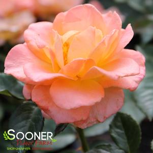 JUMP FOR JOY™ FLORIBUNDA ROSE