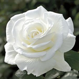 SUGAR MOON™ HYBRID TEA ROSE