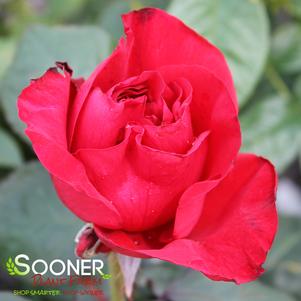 PRETTY LADY ROSE™ HYBRID TEA ROSE