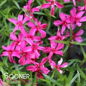 SCARLET FLAME CREEPING PHLOX