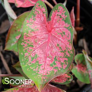 PINK BEAUTY CALADIUM