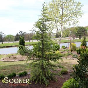 GOLDEN DEODAR CEDAR