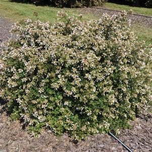 APPLE PERFECTION™ ABELIA