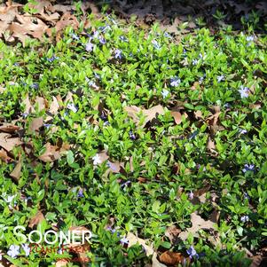 Vinca minor 'Bowles'