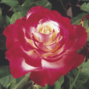 DOUBLE DELIGHT HYBRID TEA ROSE