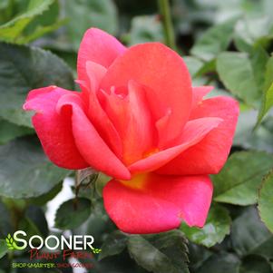 RISE UP EMBERAYS™ CLIMBING ROSE