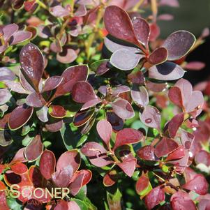 SUNJOY® MINI SALSA BARBERRY