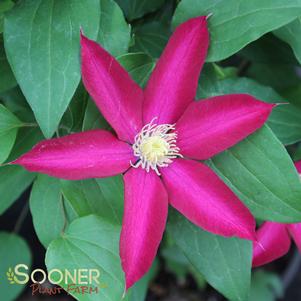 BOURBON™ CLEMATIS