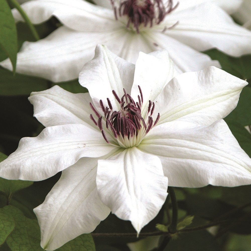 VANCOUVER™ FRAGRANT STAR CLEMATIS