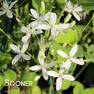 PANICULATA CLEMATIS