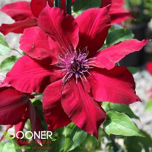 BOULEVARD® NUBIA™ CLEMATIS