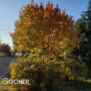 SHANTUNG MAPLE