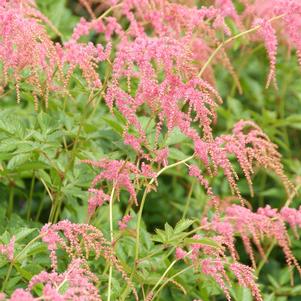 OSTRICH PLUME ASTILBE