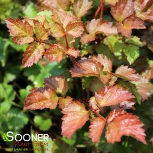 AMBER MOON ASTILBE