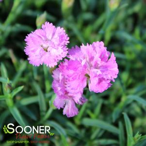 MOUNTAIN FROST™ PINK POMPOM DIANTHUS