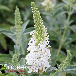 BUTTERFLY TOWERS™ WHITE BUTTERFLY BUSH