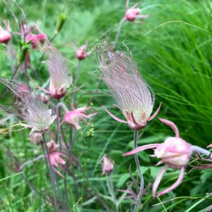 PRAIRIE SMOKE