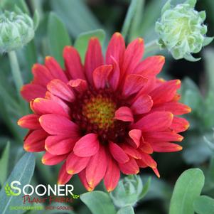 ARIZONA RED SHADES BLANKET FLOWER