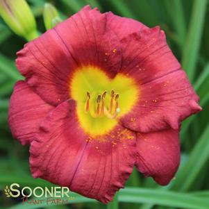 JAMAICA SUNRISE™ KOKOMO™ DAYLILY