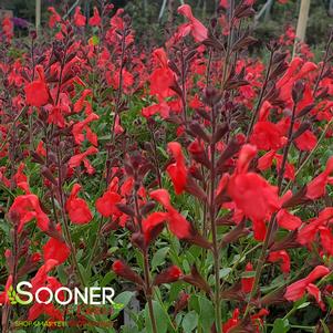 CORAL AUTUMN SAGE