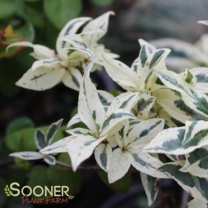 COOL SPLASH® DWARF BUSH HONEYSUCKLE