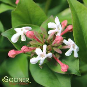 SWEET EMOTION® FRAGRANT ABELIA