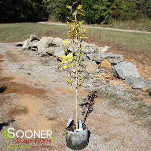 PRAIRIE SENTINEL® HACKBERRY