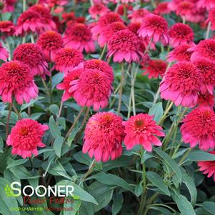 DOUBLE SCOOP™ RASPBERRY DELUXE CONEFLOWER