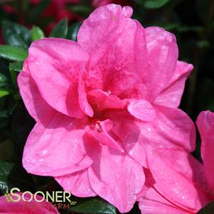 AUTUMN EMPRESS® ENCORE® AZALEA