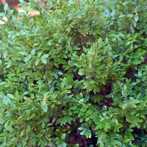 CHICAGOLAND GREEN® BOXWOOD