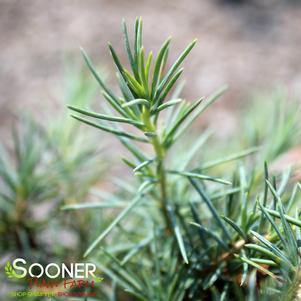 BLUE ANGEL CEDAR OF LEBANON